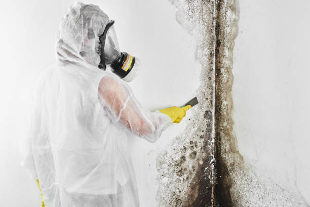Office Mold Removal Services in Mackinac Island, MI