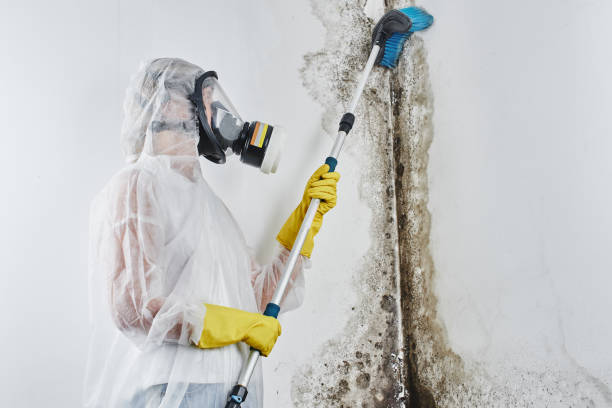 Best Emergency Mold Removal  in Mackinac Island, MI