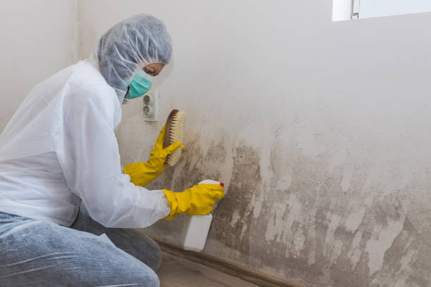 Best Mold Removal Specialists  in Mackinac Island, MI