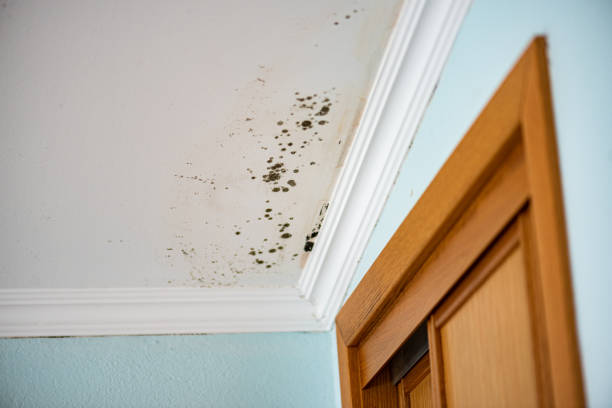 Reliable Mackinac Island, MI Mold Removal Solutions