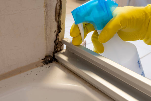 Best Office Mold Removal Services  in Mackinac Island, MI