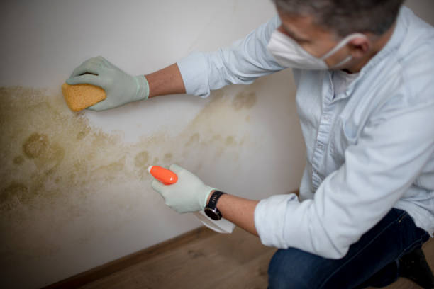 Best Black Mold Removal  in Mackinac Island, MI
