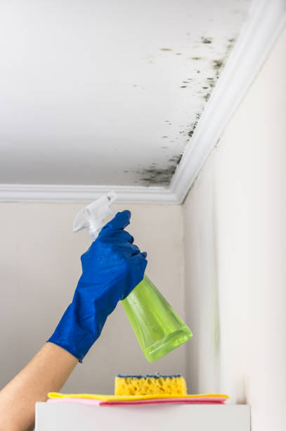 Best Commercial Mold Removal  in Mackinac Island, MI